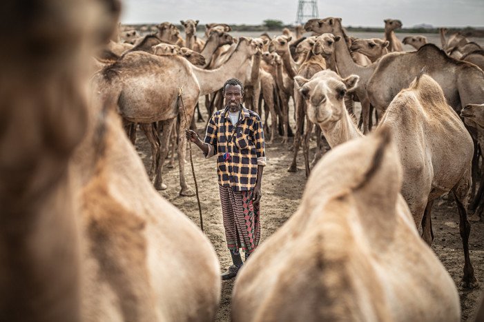 相片中的Abdi从事畜牧业，曾拥有达300只山羊和骆驼。气候变化加剧厄尔尼诺现象，令东非多国连续多年出现严重旱情。Abdi连月来带著一群动物四处寻找水源维持生命，日行30多公里是等闲之事。可惜，他后来只剩25只骆驼能够活下来。